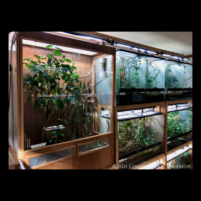 Chameleon Breeder Podcast With Bill Strand