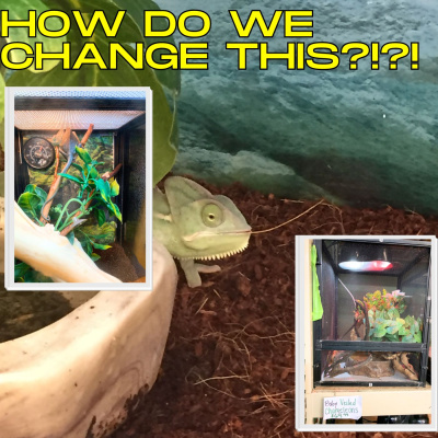 Chameleon Breeder Podcast With Bill Strand