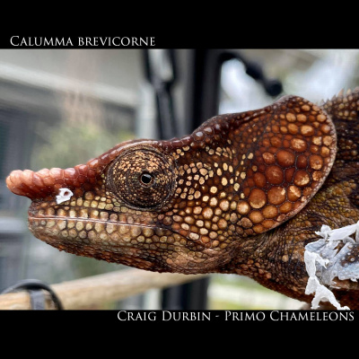 Chameleon Breeder Podcast With Bill Strand