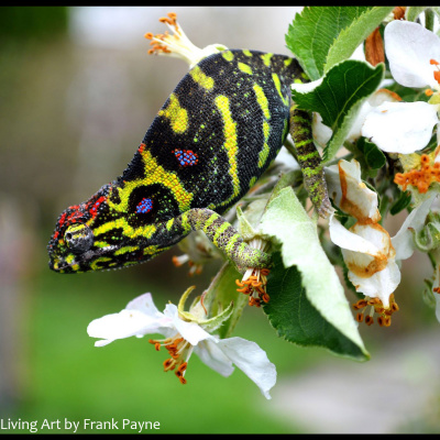 Chameleon Breeder Podcast With Bill Strand