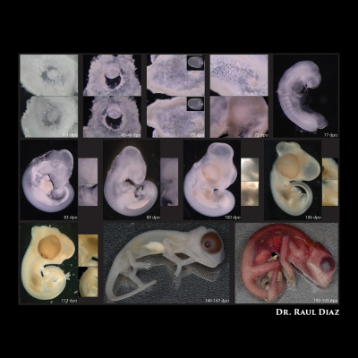 Chameleon Breeder Podcast With Bill Strand