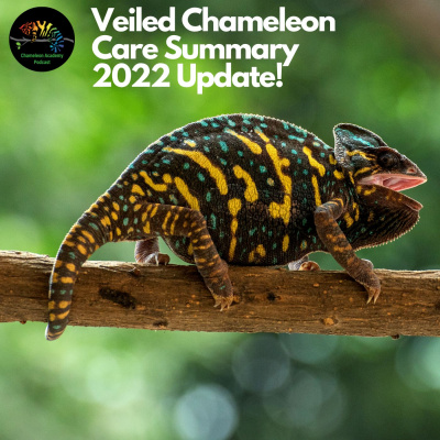 Chameleon Breeder Podcast With Bill Strand