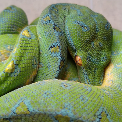 Chameleon Breeder Podcast With Bill Strand