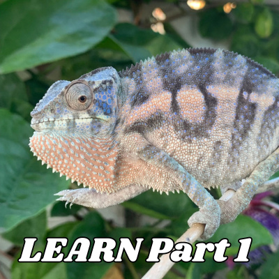 Chameleon Breeder Podcast With Bill Strand