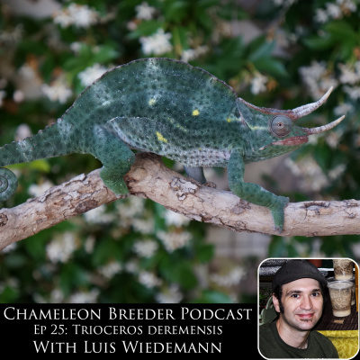 Chameleon Breeder Podcast With Bill Strand