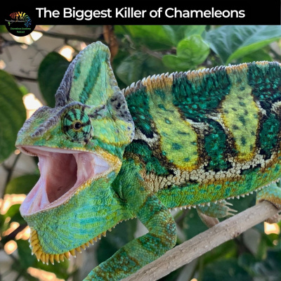 Chameleon Breeder Podcast With Bill Strand