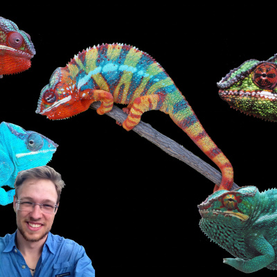 Chameleon Breeder Podcast With Bill Strand