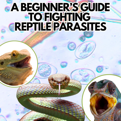 Chameleon Breeder Podcast With Bill Strand