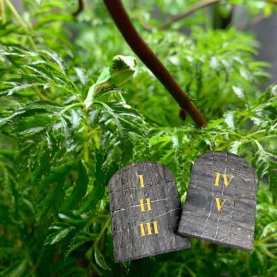 Chameleon Breeder Podcast With Bill Strand