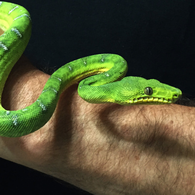 Chameleon Breeder Podcast With Bill Strand