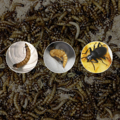 Chameleon Breeder Podcast With Bill Strand