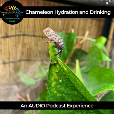 Chameleon Breeder Podcast With Bill Strand