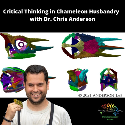 Chameleon Breeder Podcast With Bill Strand