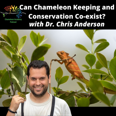 Chameleon Breeder Podcast With Bill Strand