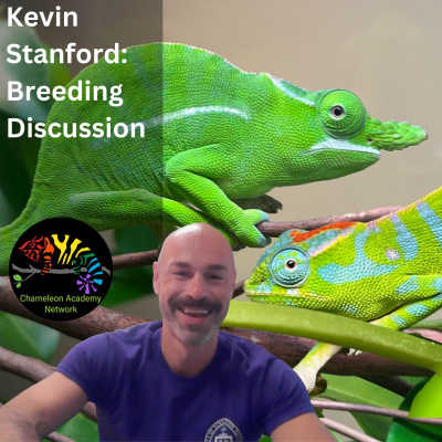 Chameleon Breeder Podcast With Bill Strand