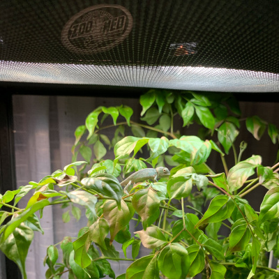 Chameleon Breeder Podcast With Bill Strand