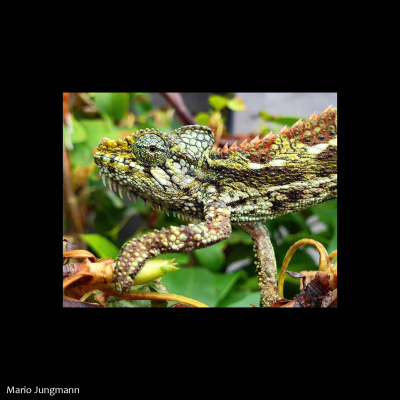Chameleon Breeder Podcast With Bill Strand