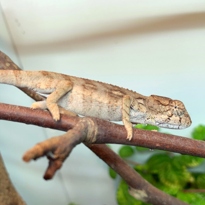 Chameleon Breeder Podcast With Bill Strand