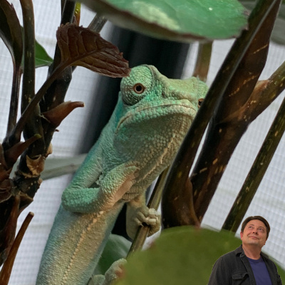 Chameleon Breeder Podcast With Bill Strand