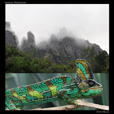 Chameleon Breeder Podcast With Bill Strand