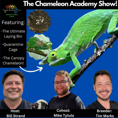 Chameleon Breeder Podcast With Bill Strand