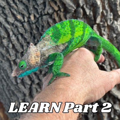 Chameleon Breeder Podcast With Bill Strand