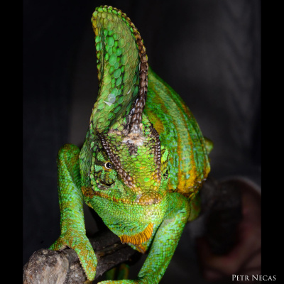 Chameleon Breeder Podcast With Bill Strand