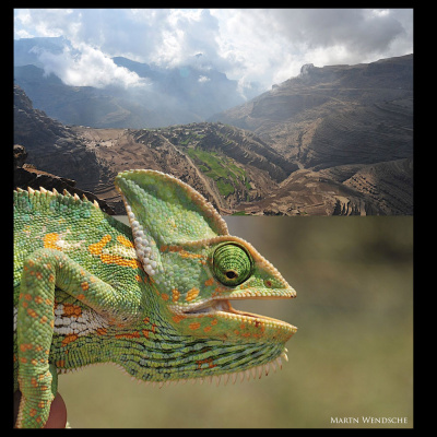 Chameleon Breeder Podcast With Bill Strand