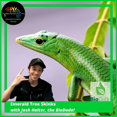 Chameleon Breeder Podcast With Bill Strand