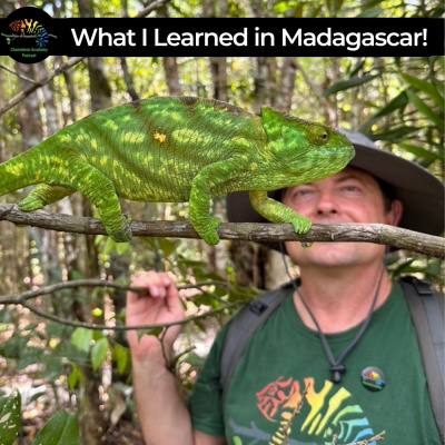 Chameleon Breeder Podcast With Bill Strand