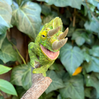 Chameleon Breeder Podcast With Bill Strand