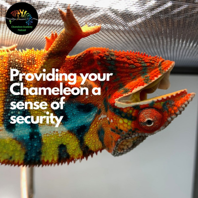 Chameleon Breeder Podcast With Bill Strand