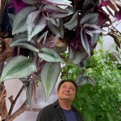 Chameleon Breeder Podcast With Bill Strand