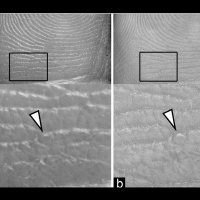 Episode 203 - FBI Persistency Paper