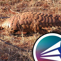 Wildlife Trade Extinctions and 21st Century Psychology