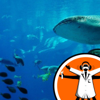 Whales eat (and poop) more than we thought