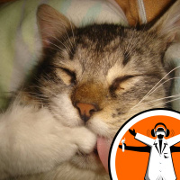 How wildcats became kitty cats