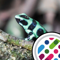 Frog toxicity, and what a years schooling does to the brain