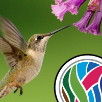 Motherless gorillas and how hummingbirds hum