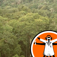 The Reforestation Re-evaluation