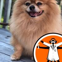 Antibiotic-resistant bacteria in dogs