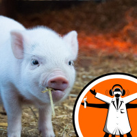 Pig grunts indicate their emotions