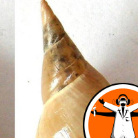 #genes2shape: Asymmetry... in snails