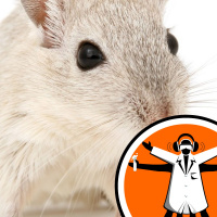 Mouse plague in Australia