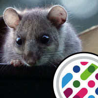 Hibernation, Ketamine and Aphantasia