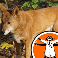 Dog and Dingo DNA sequences