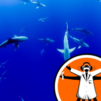 Sharks use Earths magnetic field as a map