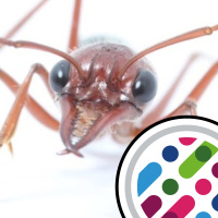 Vampire bacteria, hangry males, and ants using moonlight