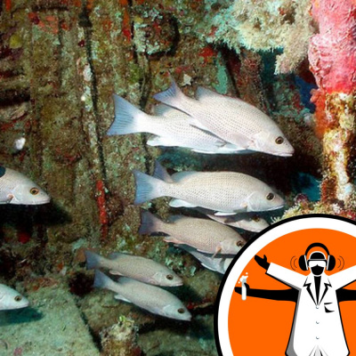 Naked Scientists Special Editions Podcast