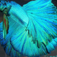 Halfmoon Betta Standards - Betta Time